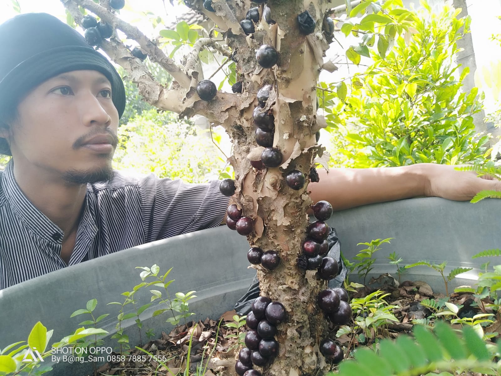 Buah exotis Anggur Batang Preco