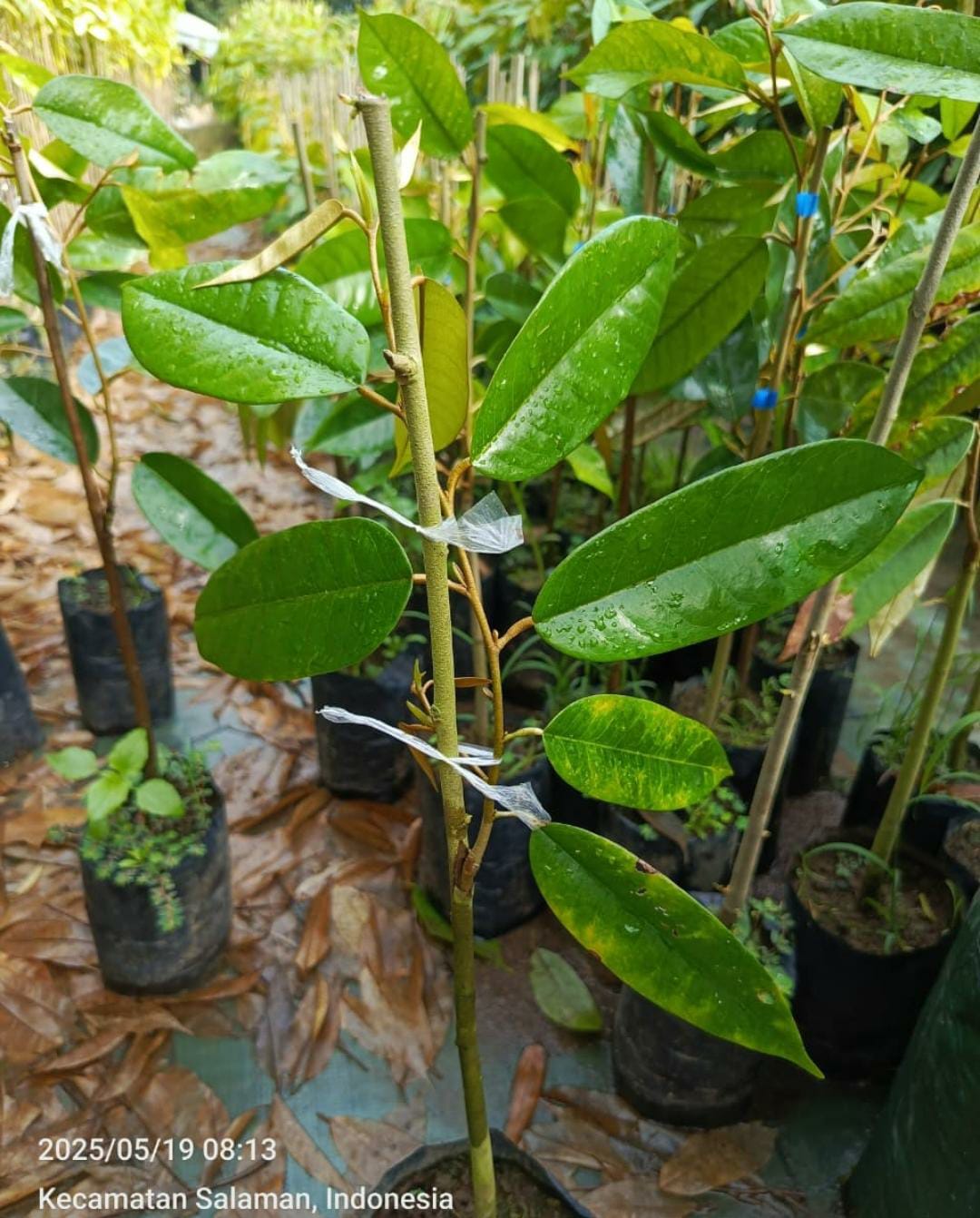 Durian Damak king 40-50cm Durian Damak king 40-50cm