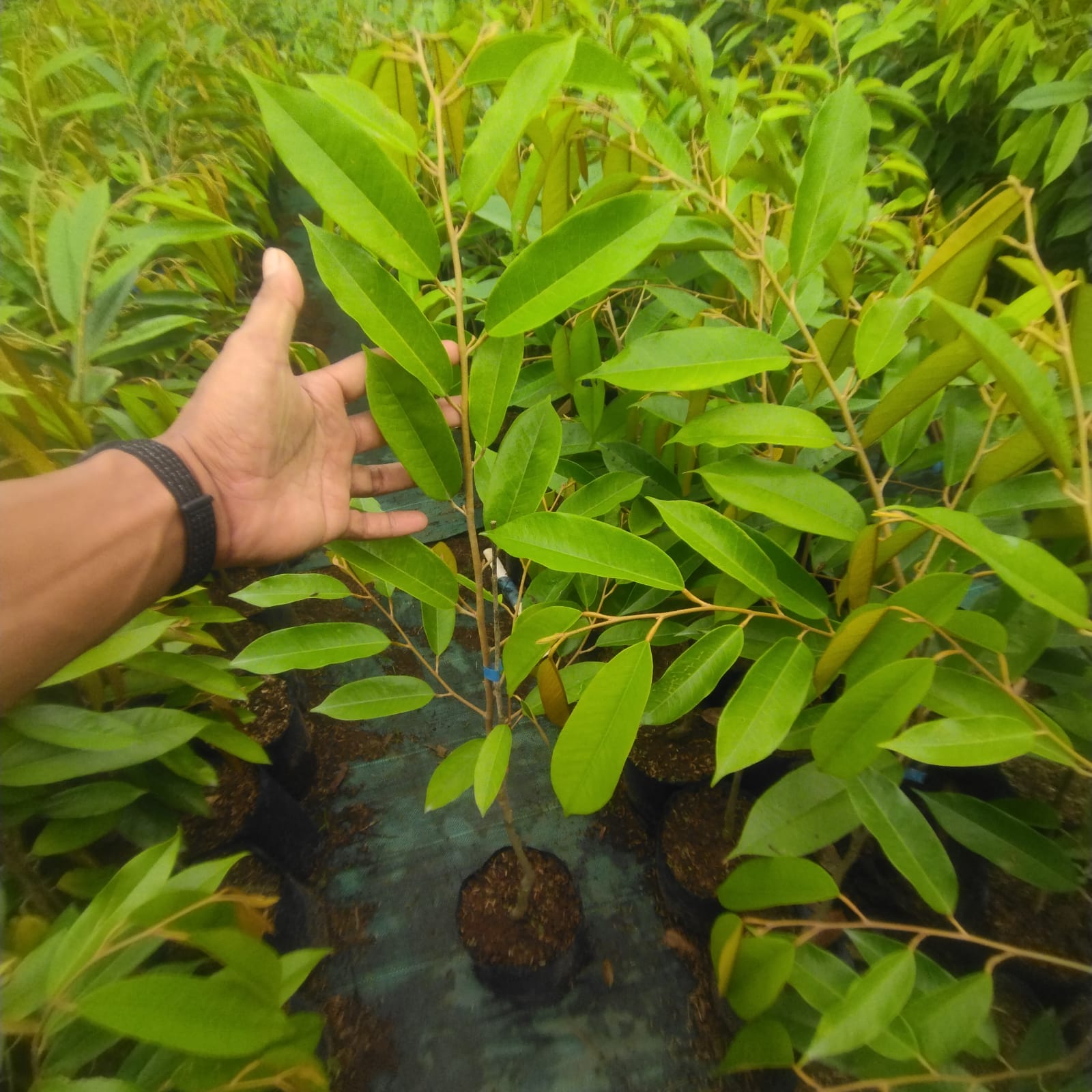 Durian Duri hitam Ochii 1 meteran Durian Duri hitam Ochii 1 meteran