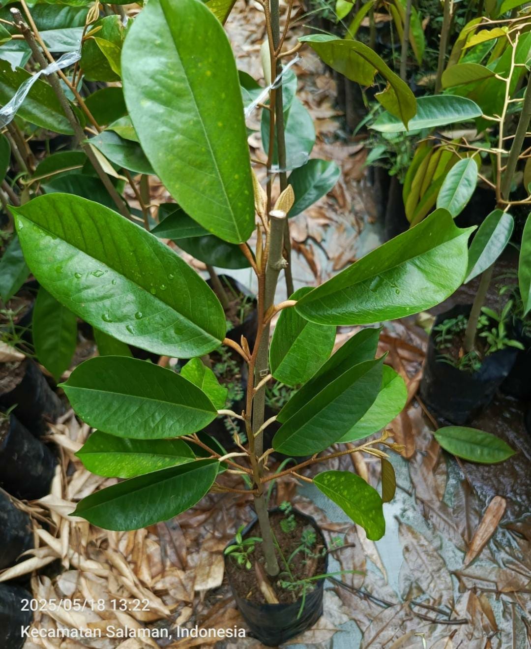 Durian Putri merapoh 40-50cm Durian Putri merapoh 40-50cm