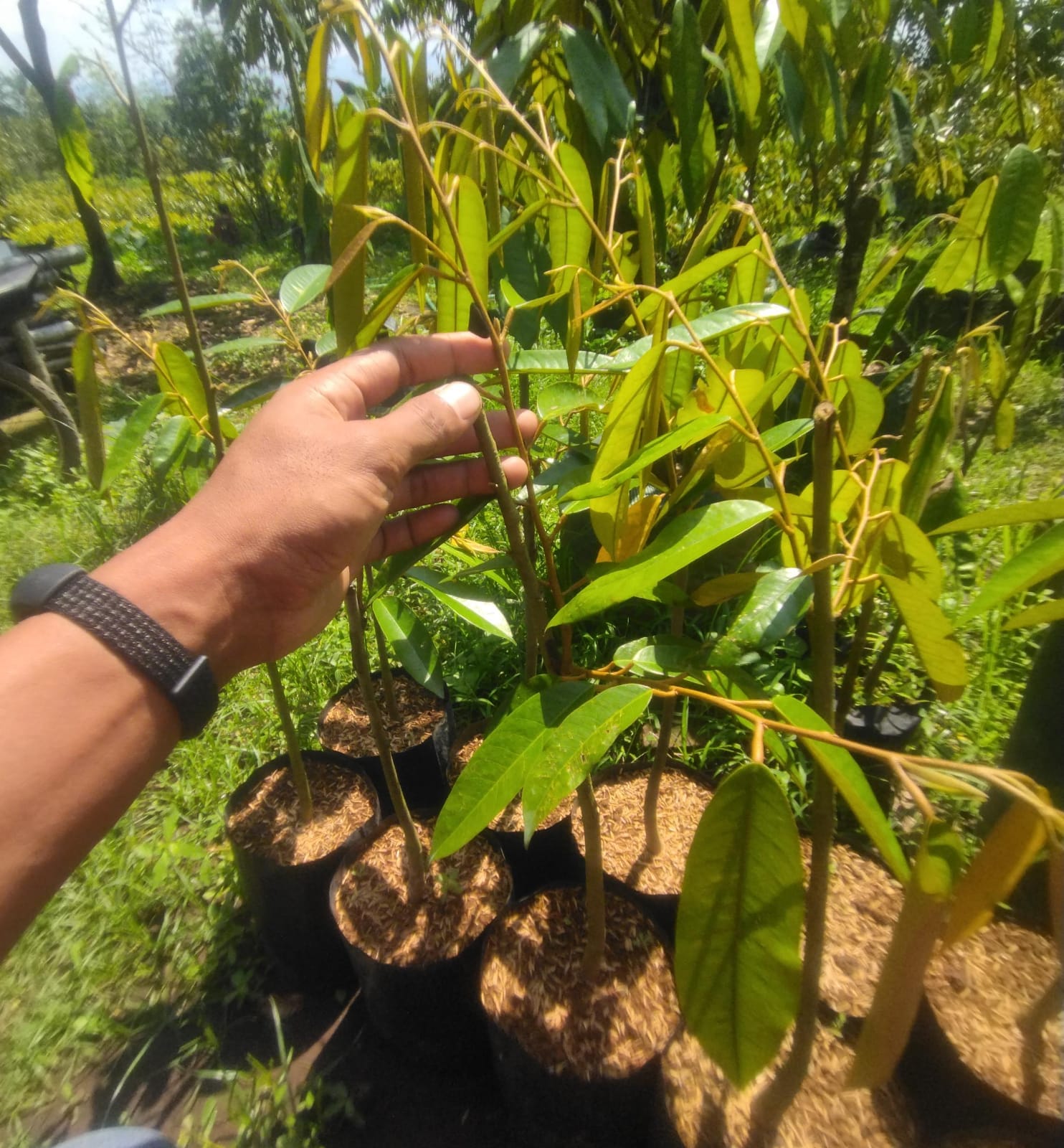 Durian Tekka (Musang Queen) 50-80cm Durian Tekka (Musang Queen) 50-80cm