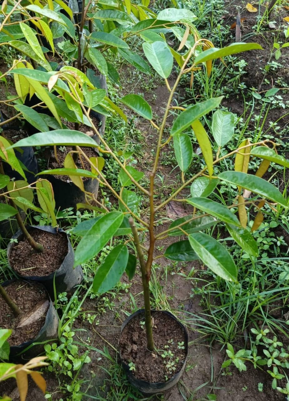 Durian Tupai king 40-60 cm Durian Tupai king 40-60 cm