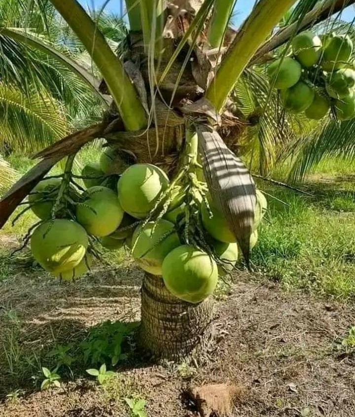 Kelapa Genjah Entog