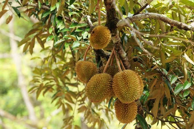 Pohon durian lebat Pohon durian lebat