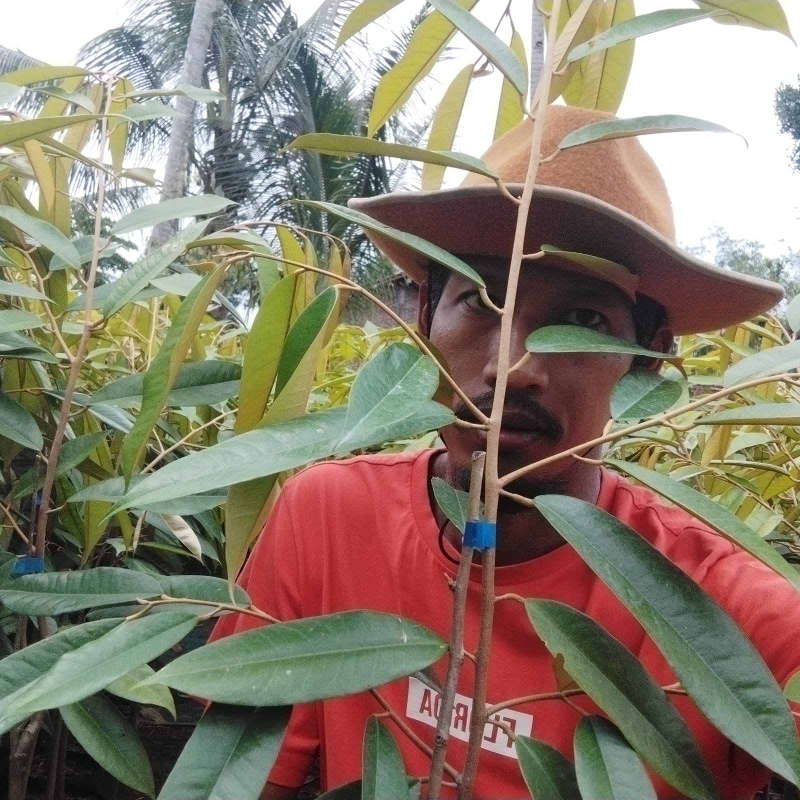 Jual Bibit Buah Murah Durian