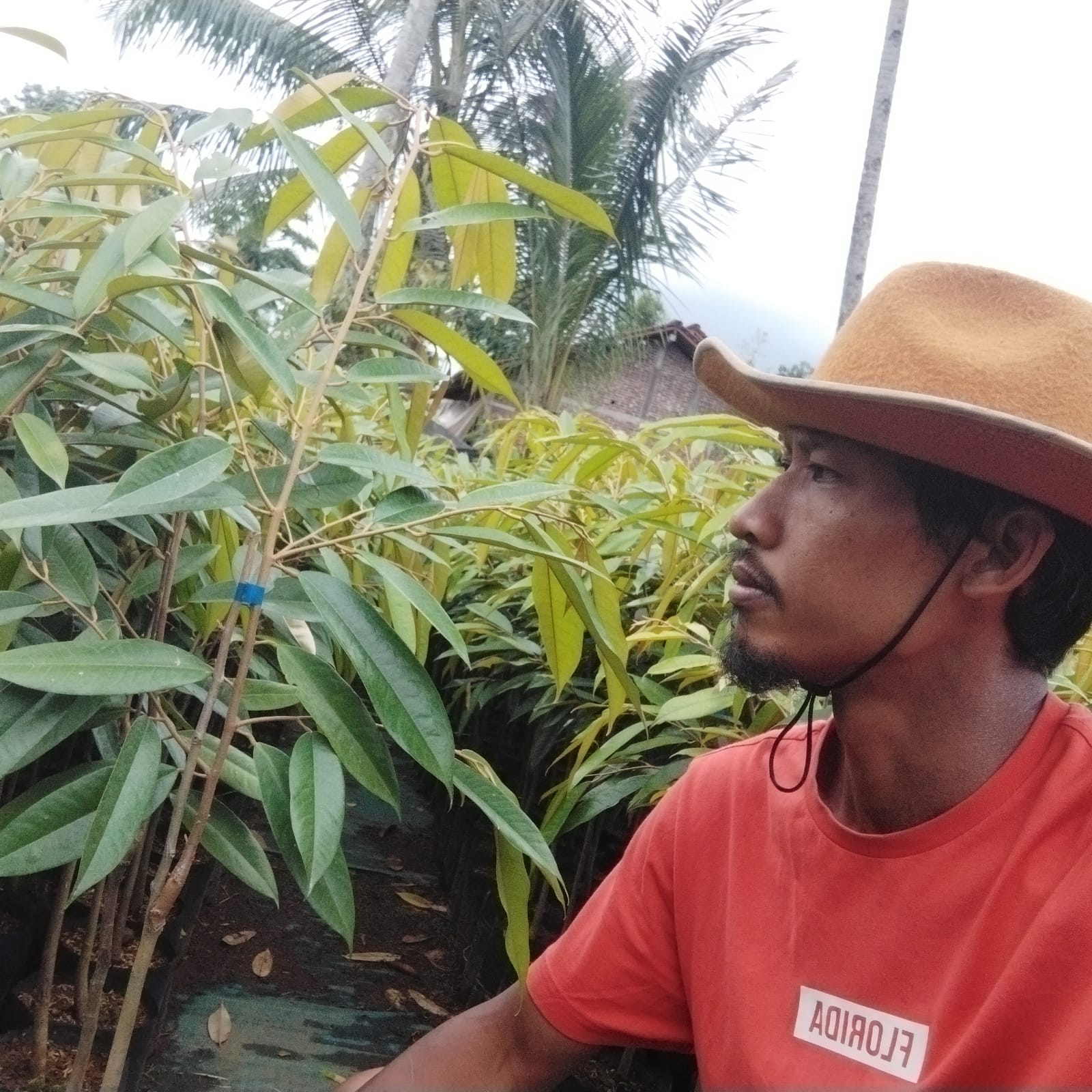 Syamsul Bibit Syamsul Bibit
