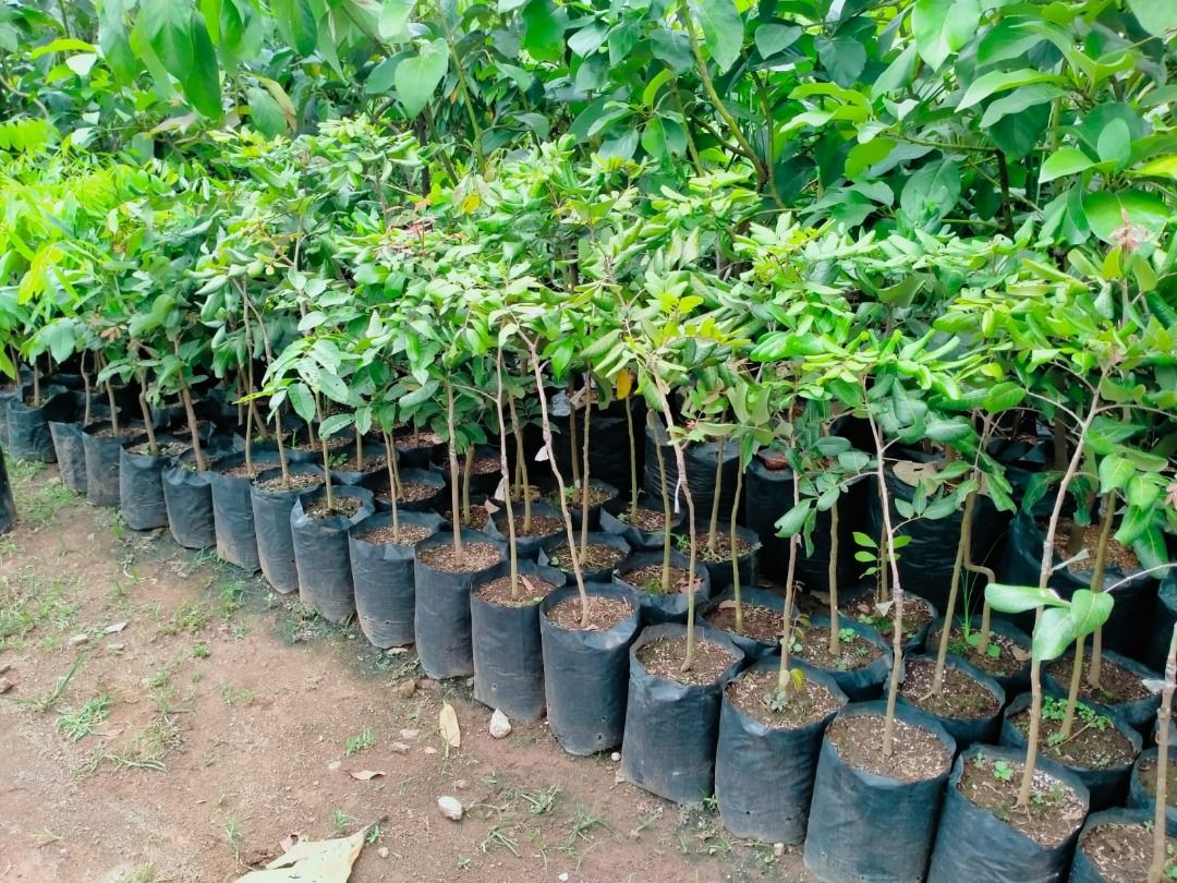 bibit_tanaman_kelengkeng_pingp_1675843028_8b0daf5c_progressive bibit_tanaman_kelengkeng_pingp_1675843028_8b0daf5c_progressive