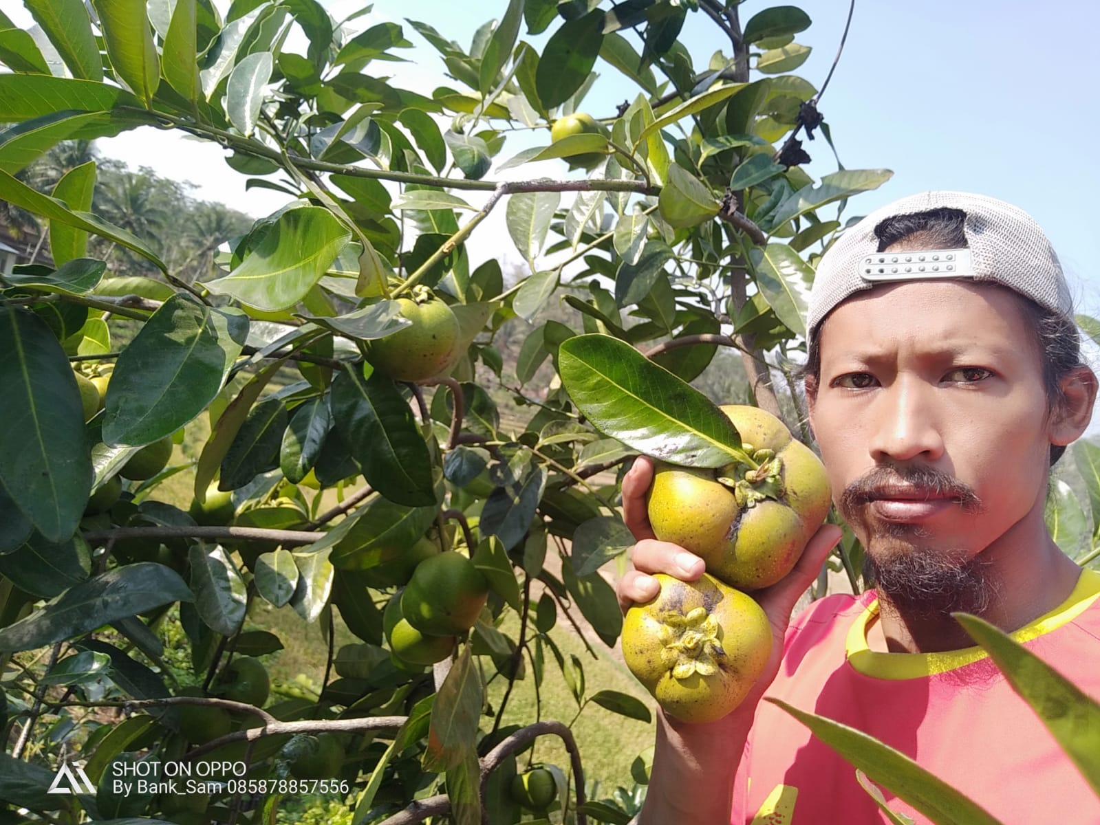 Jual Bibit Buah Black Sapote