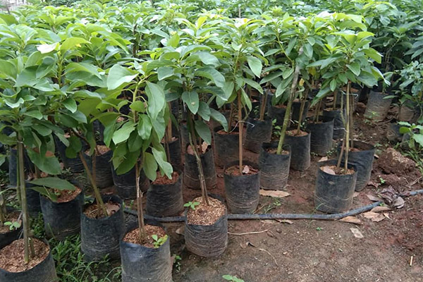 jual-bibit-alpukat jual-bibit-alpukat